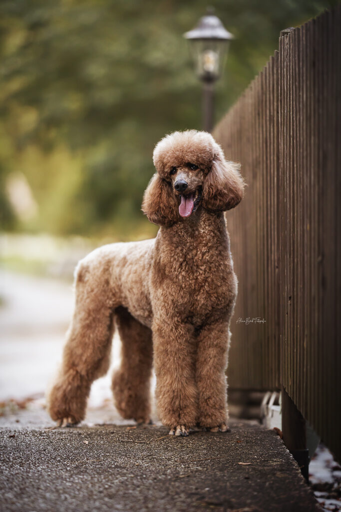 Ally aufrecht stehend neben einem Holzzaun