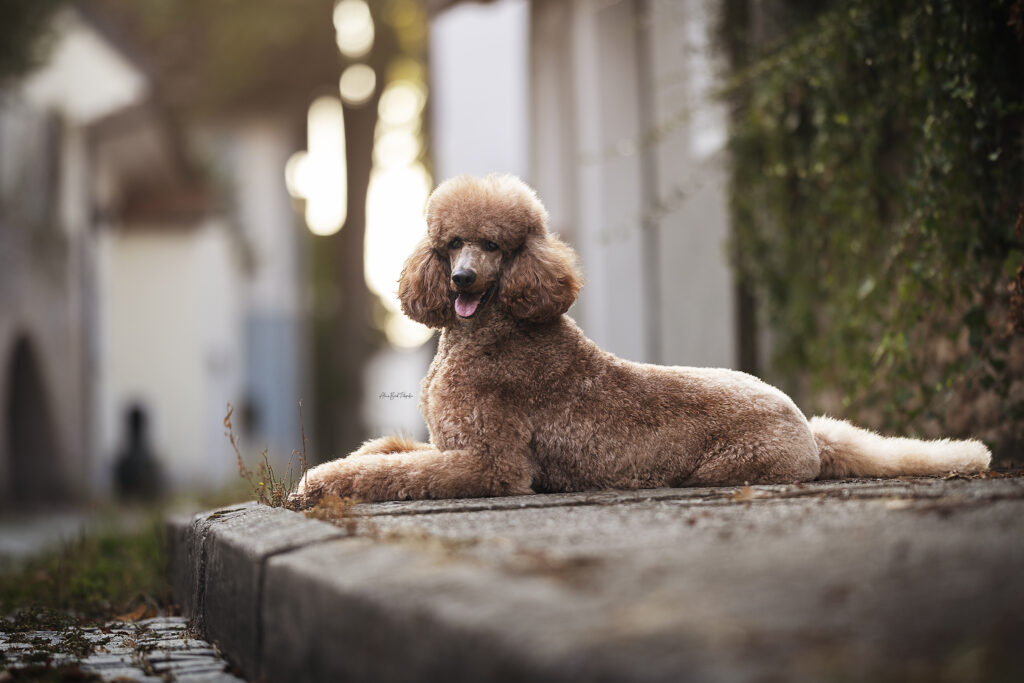 Ally liegend auf Gehweg