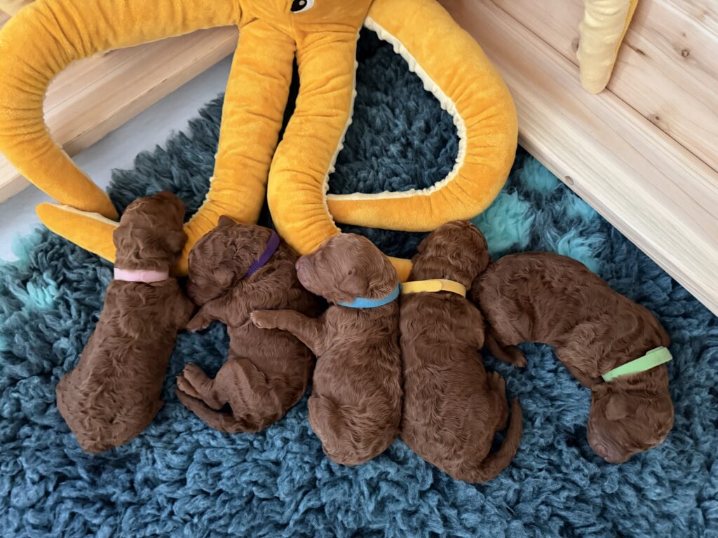 This image has an empty alt attribute; its file name is Welpen-Tag-4-1024x768.jpeg